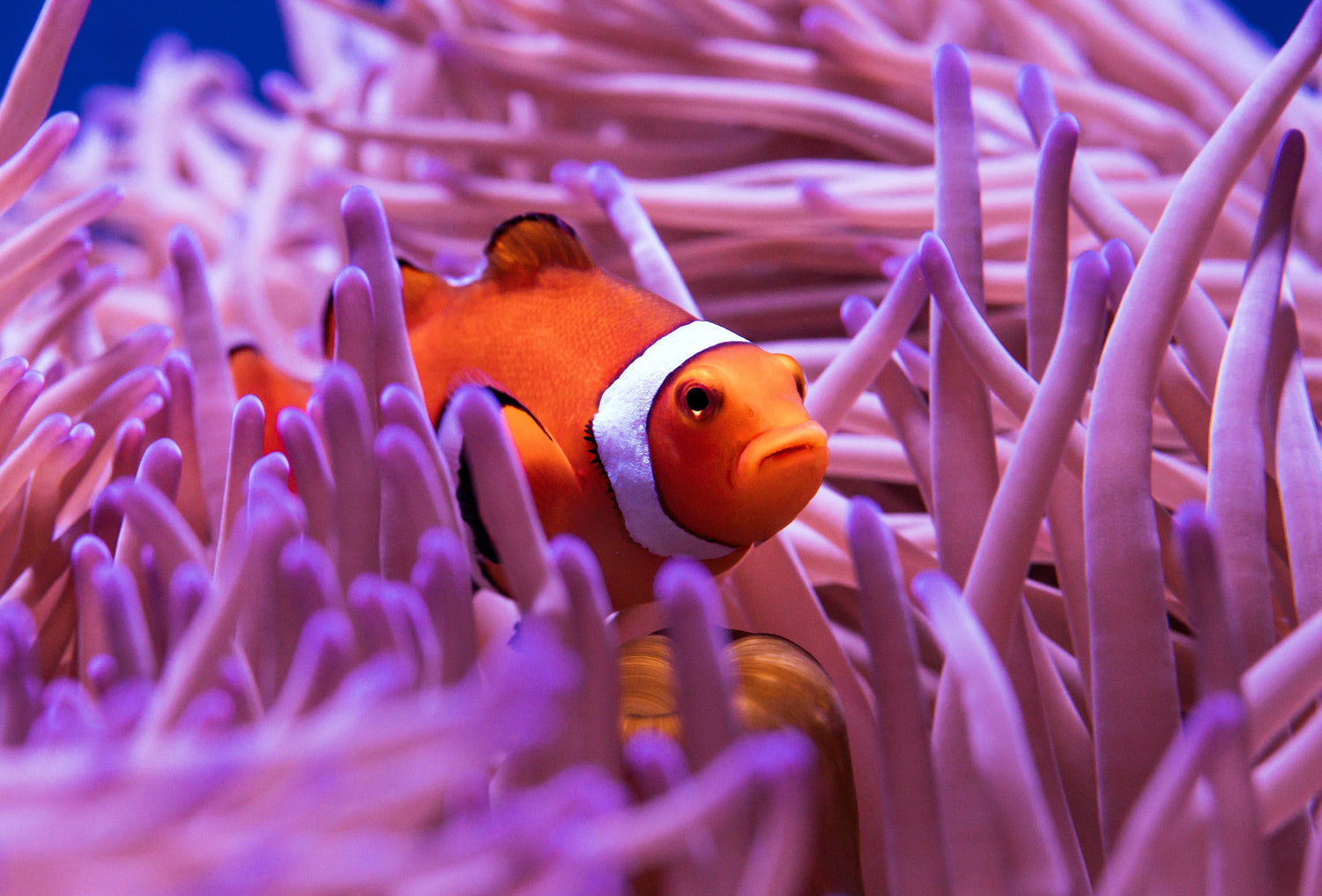 The clownfish, better known as Nemo - Vitakrill krill oil - in harmony with the marine world